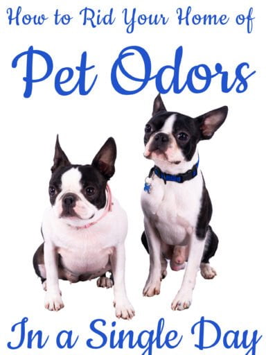 How to Completely Rid Your Home of Stinky Pet Odors in 1 Day