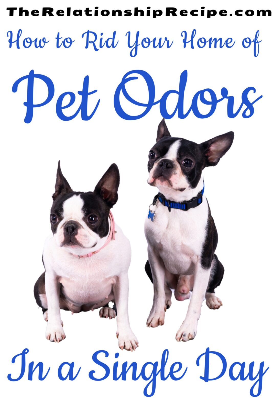 How to Completely Rid Your Home of Stinky Pet Odors in 1 Day